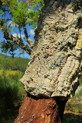 Это наружная кора пробкового дуба (Quercus Suber), это растительная ткань, состоящая из агломерации клеток, заполненных газовой смесью в составе, похожем на воздух, выстилается чередующимися  слои суберина, лигнина, дубильных веществ и целлюлозы и   полисахариды